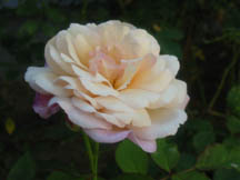 Gruss_an_aachen_from_my_garden