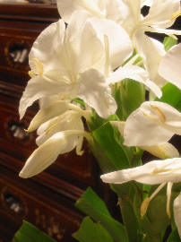 Those_white_flowers_1