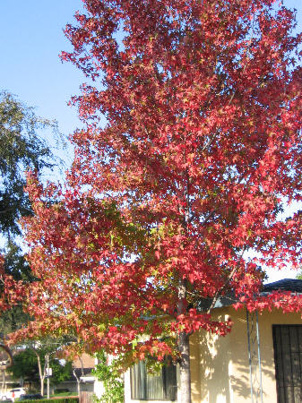 Autumn_liquidambar