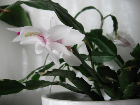 Christmas_cactus