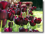 Groombridge_tulips