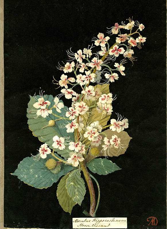 Mary delaney horse chestnut