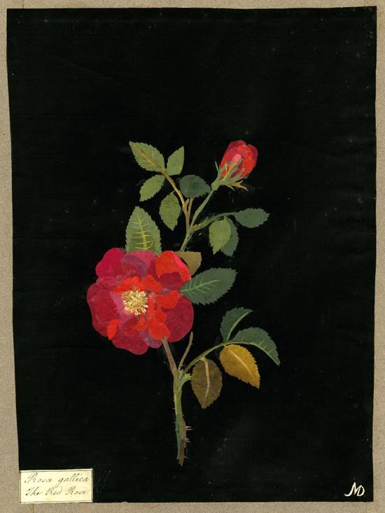 Rosa gallica