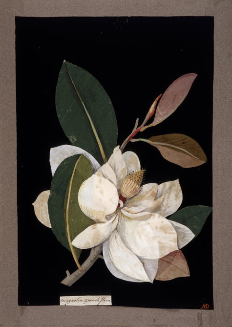 Magnolia grandiflora