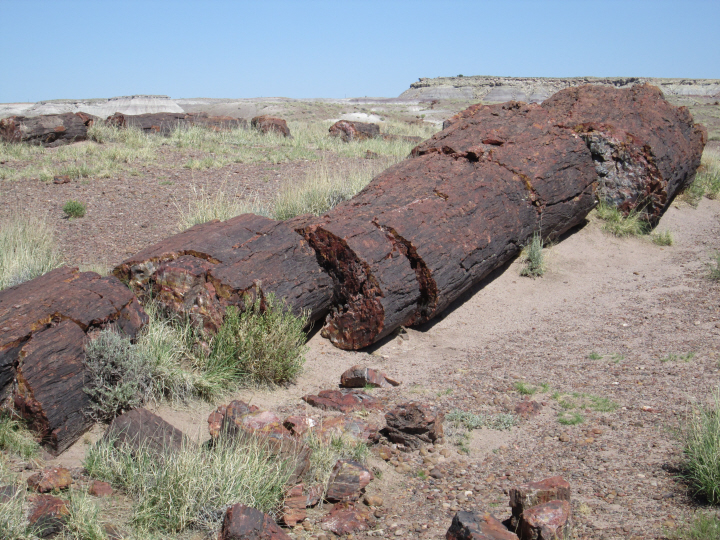 22 - petrified forest 22 - petrified forest