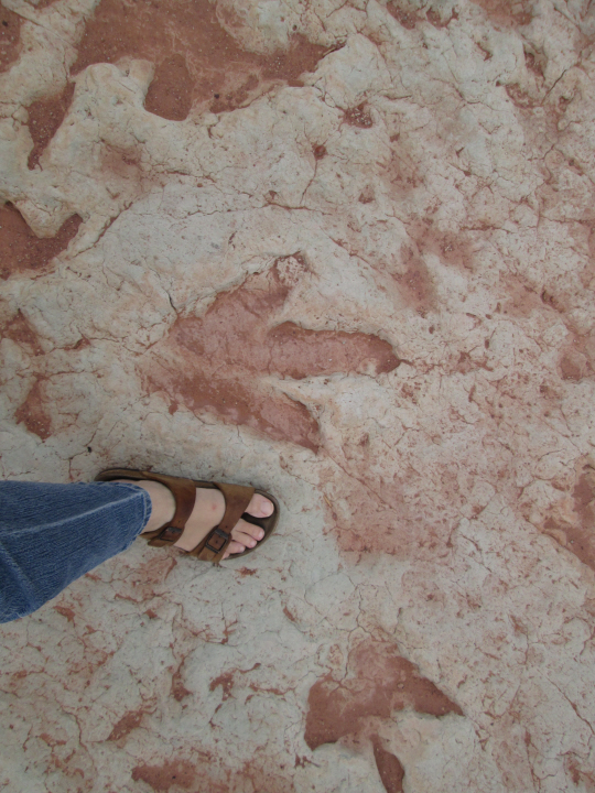 81 - dinosaur tracks 81 - dinosaur tracks