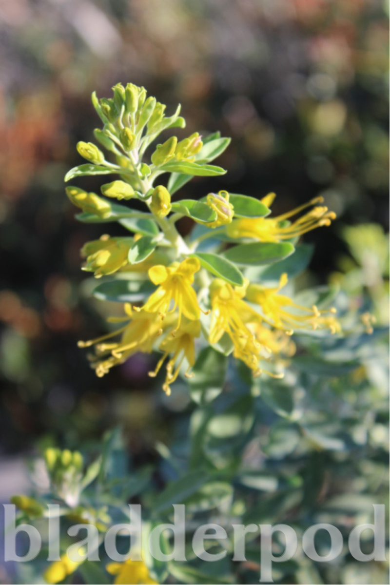 Bladderpod Bladderpod
