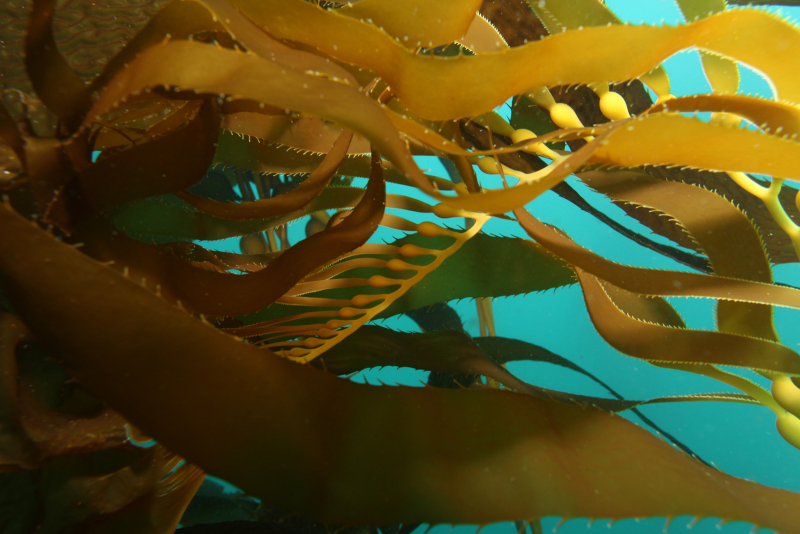 Giant Kelp Forest by Office of Response and Restoration on Flickr